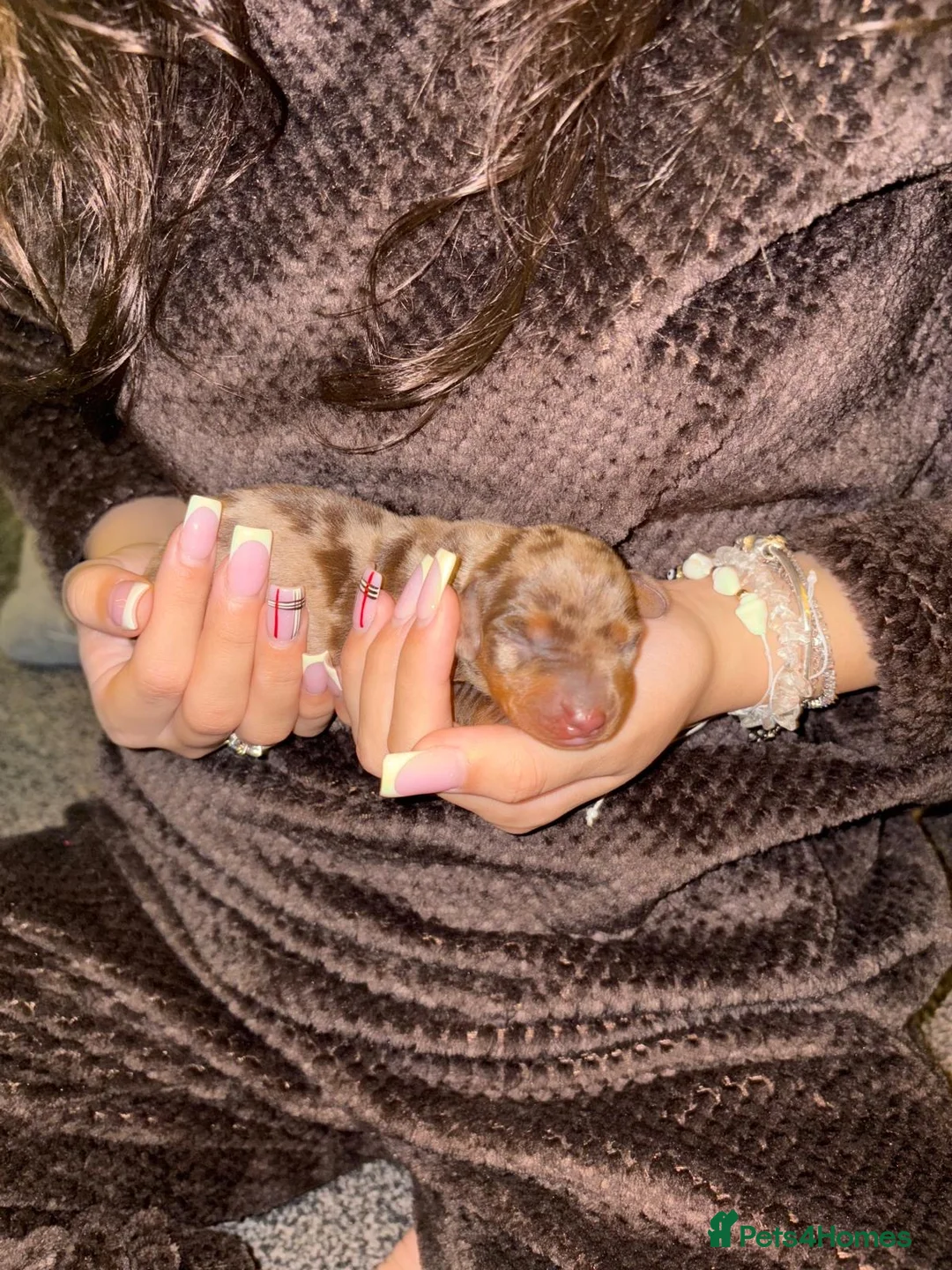 Miniature Dachshund dogs for sale: READY TO GO! dapple/merle daschund puppies - Advert 7