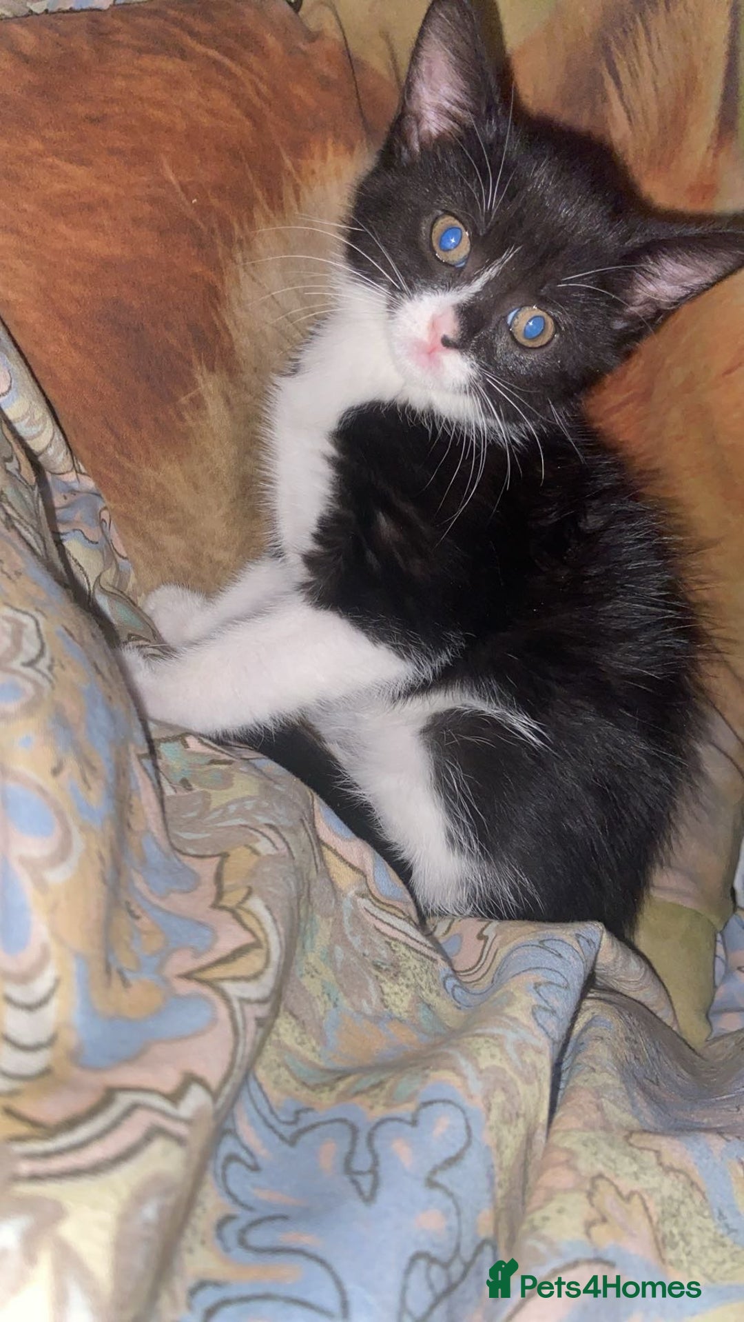 Mixed Breed cats for sale: Beautiful tabby and black and white kittens ready  - Advert 9