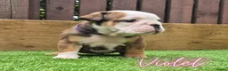 English Bulldog dogs for sale: Exceptional KC Registered British Bulldog Puppies - Advert 5