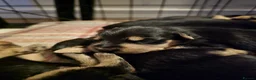 Lakeland Terrier dogs for sale: Stunning Middleton line Lakeland terrier puppies - Advert 8