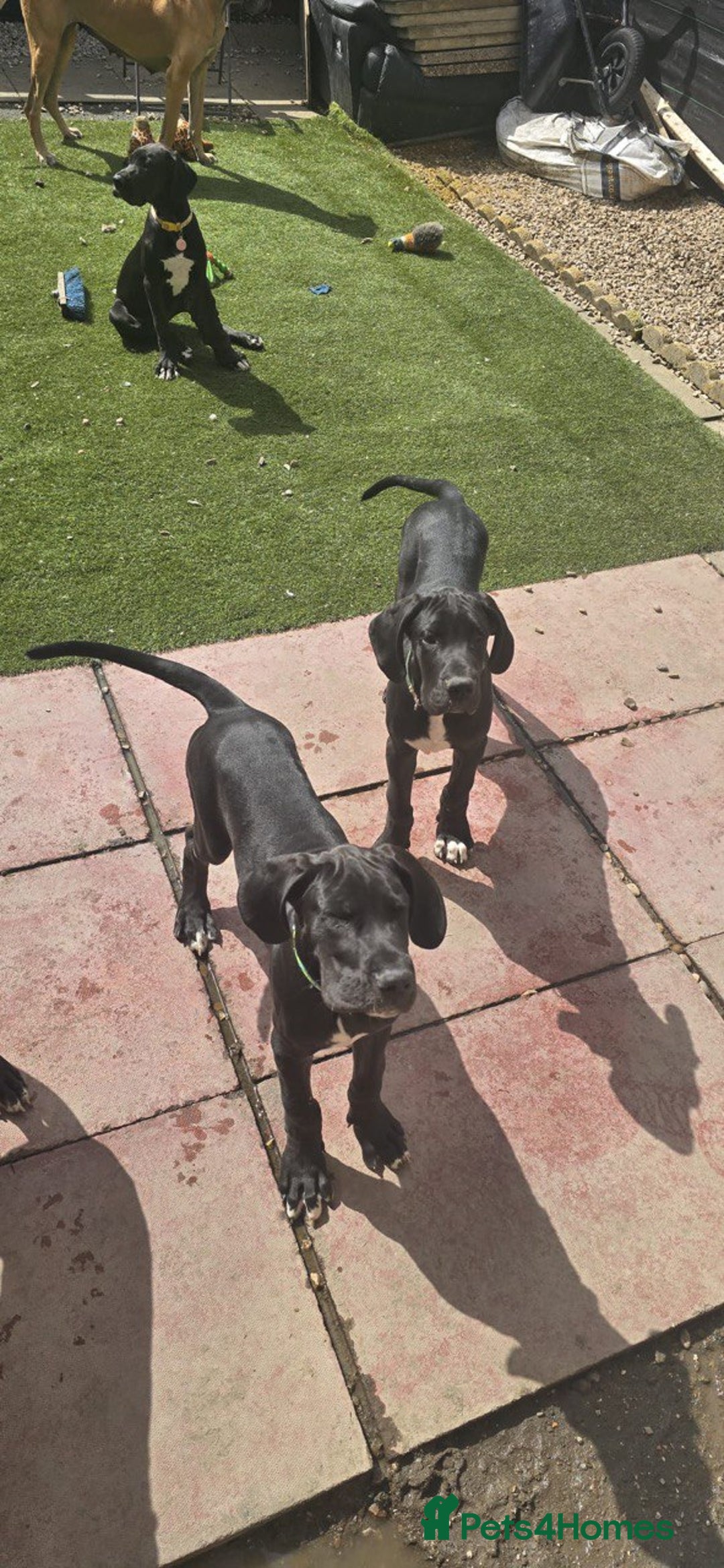 Great Dane dogs for sale: 1M 1F Great Dane pups looking for their new homes. in Bathgate - Image 5