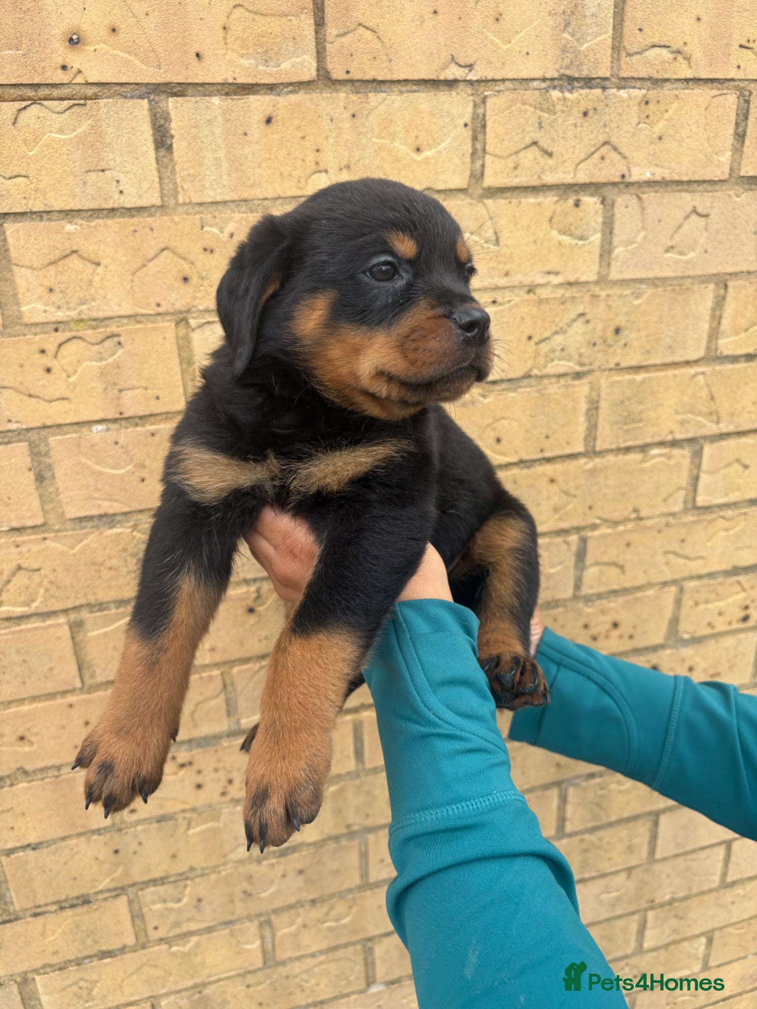 Rottweiler dogs Rottweiler Puppies 🏆 (IMP bloodline) - Advert 4