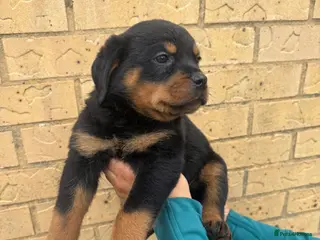 Rottweiler dogs Rottweiler Puppies 🏆 (IMP bloodline) - Advert 1