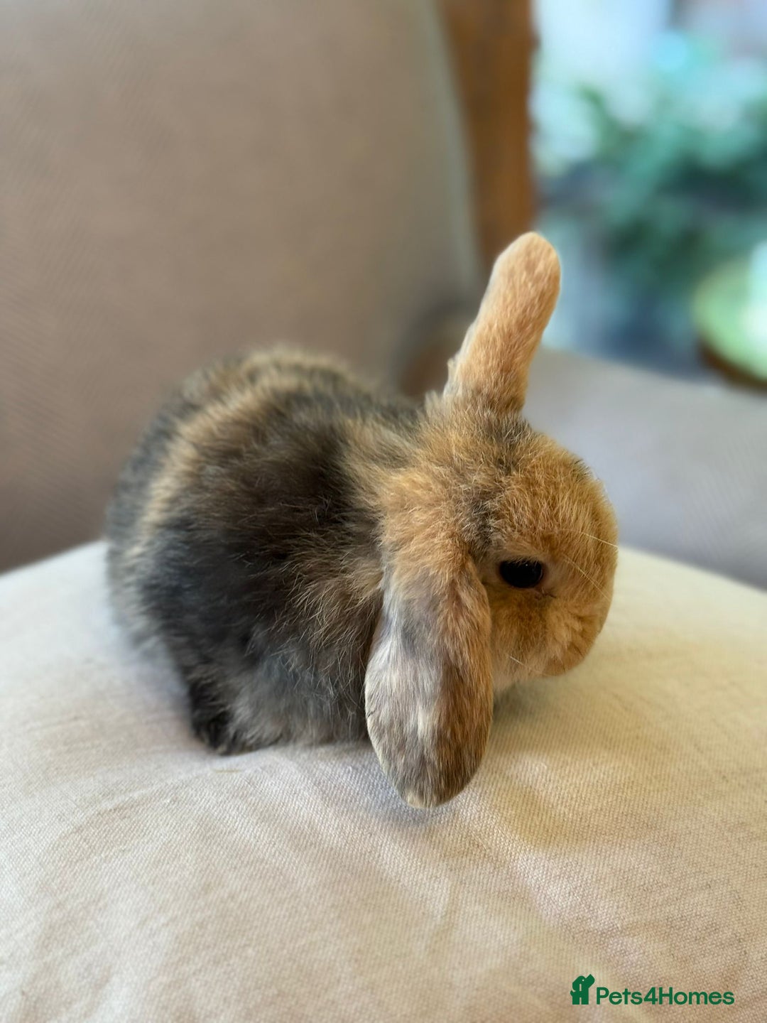 Mini Lop rabbits for sale: Lovely litter of 4 x mini lops - Image 10