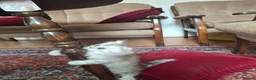 Persian cats for sale: Persian chinchilla  - Advert 14