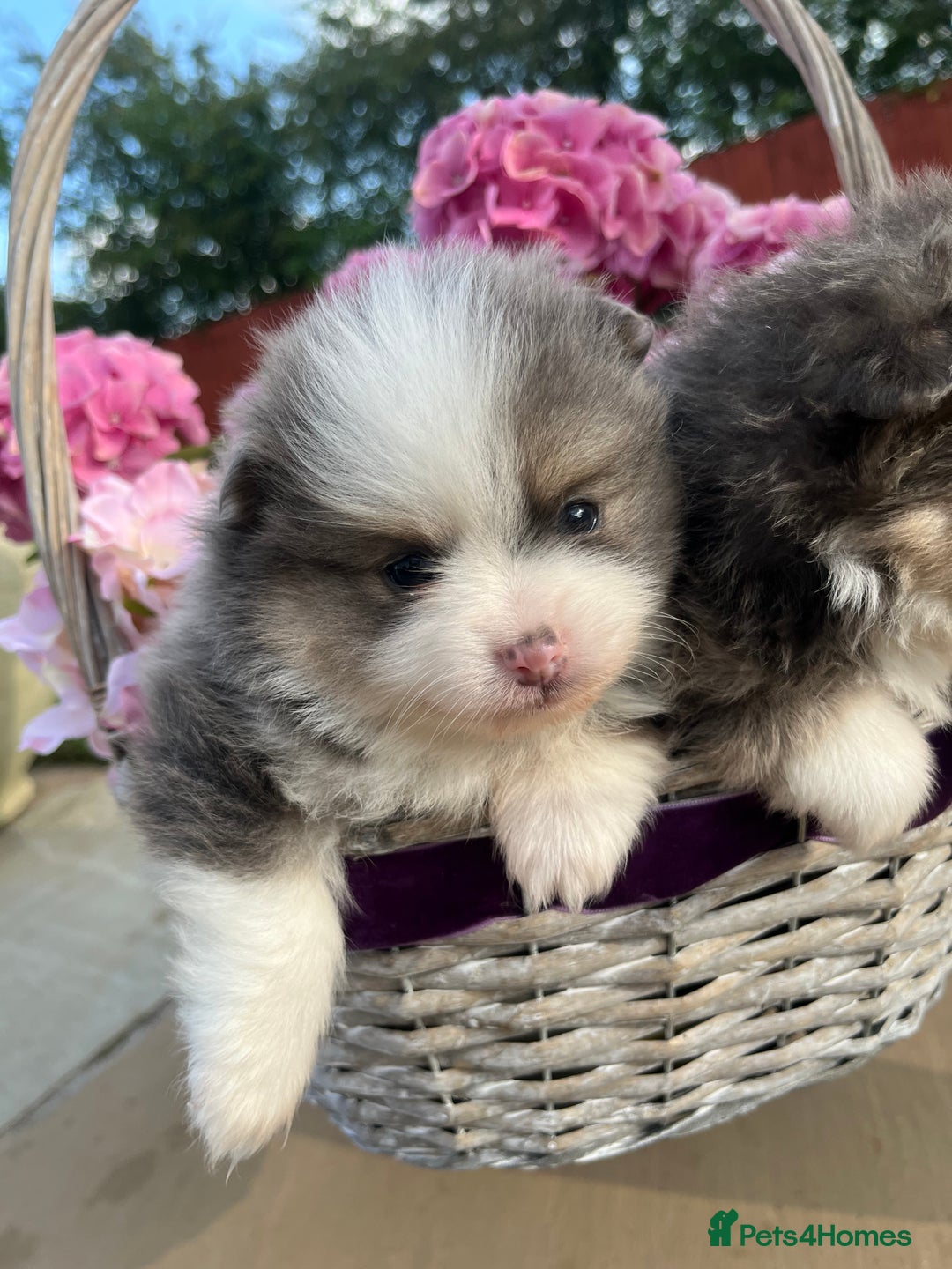 Pomeranian dogs for sale: Russian bloodline, Pomeranian puppies  - Image 4