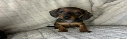 Miniature Dachshund dogs for sale: Miniature dachshund puppies   in Johnstone - Advert 2