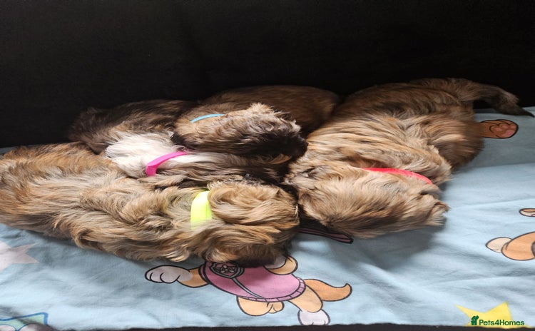 Shihpoo dogs - Advert 9