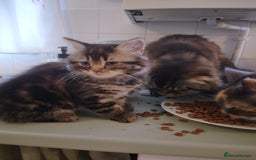 Mixed Breed cats for sale: Scottish fold cross kitten - Image 2