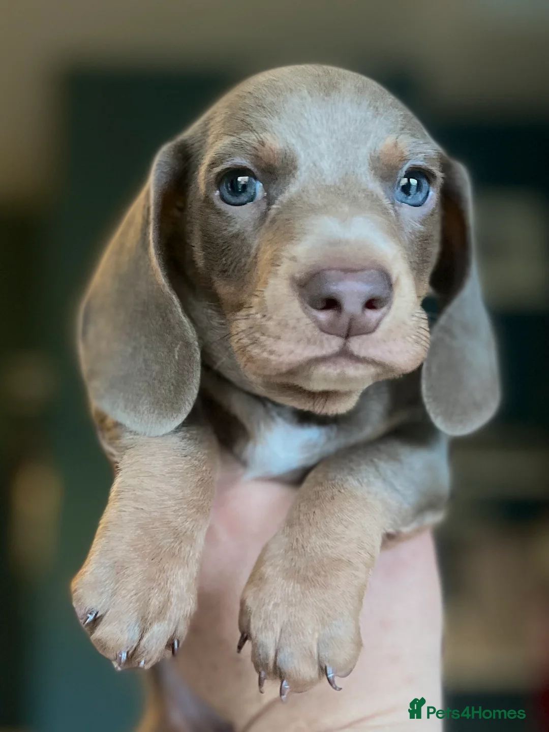 Miniature Dachshund dogs for stud: STUD: Proven Handsome Isabella Mini Daxi  in Hitchin - Advert 8