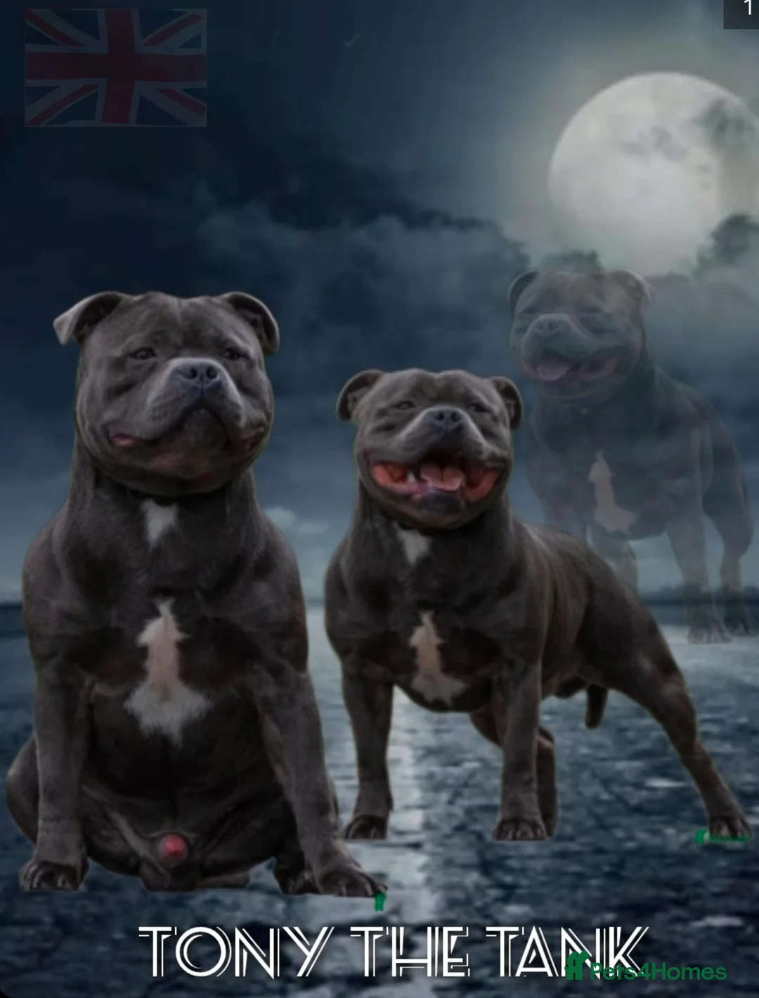 Staffordshire Bull Terrier dogs for stud: Top quality blue Stafford stud “TONY” in Birkenhead - Advert 4