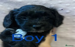 Cockapoo dogs for sale: Beautiful F1B cockapoo puppies READY TO GO - Image 3