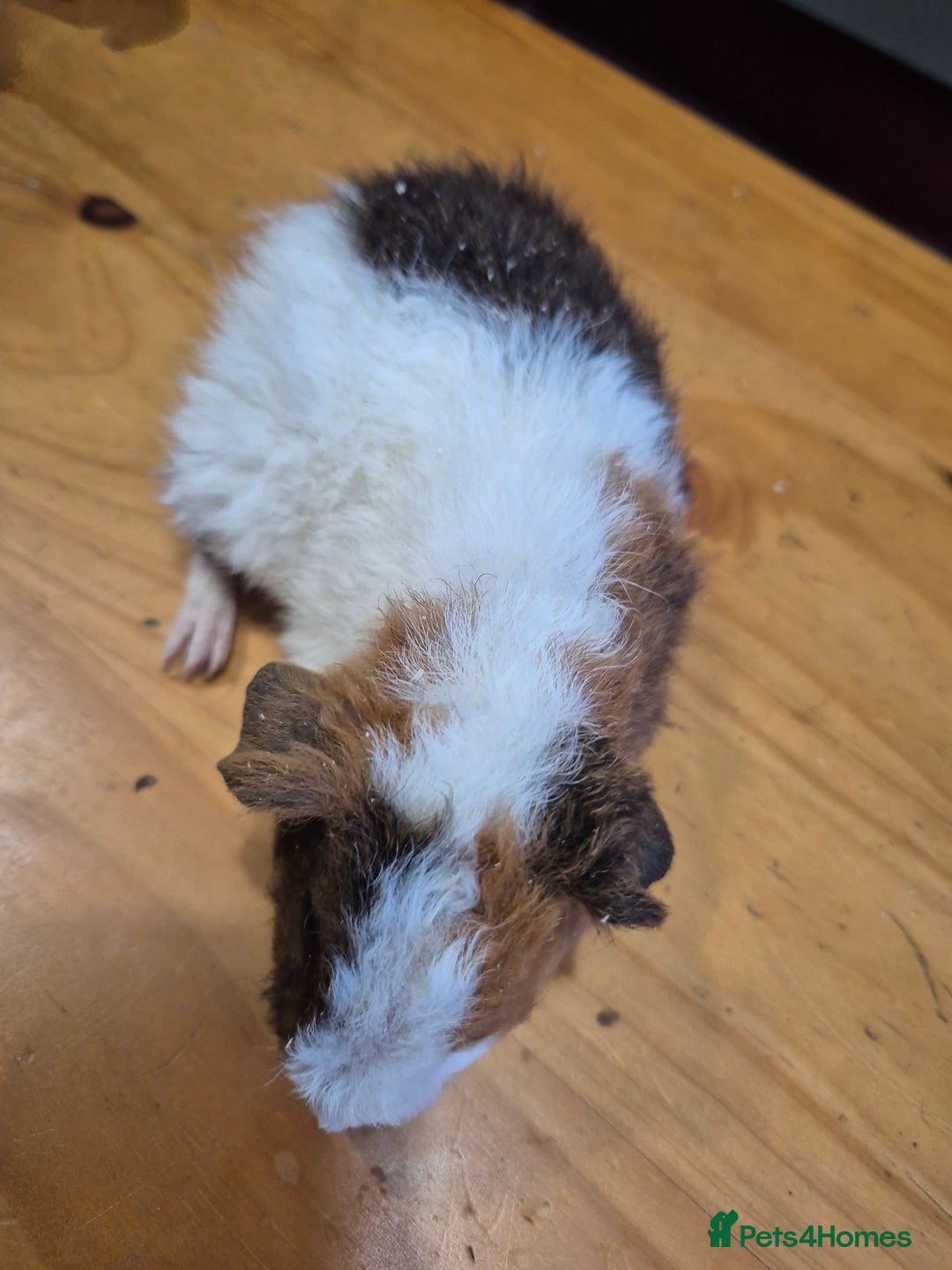 Guinea Pig rodents for sale: Teddy guinea pigs - Advert 5