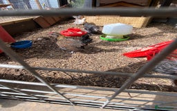 Chickens poultry for sale: Gold Dutch bantam rooster in Welwyn - Image 4