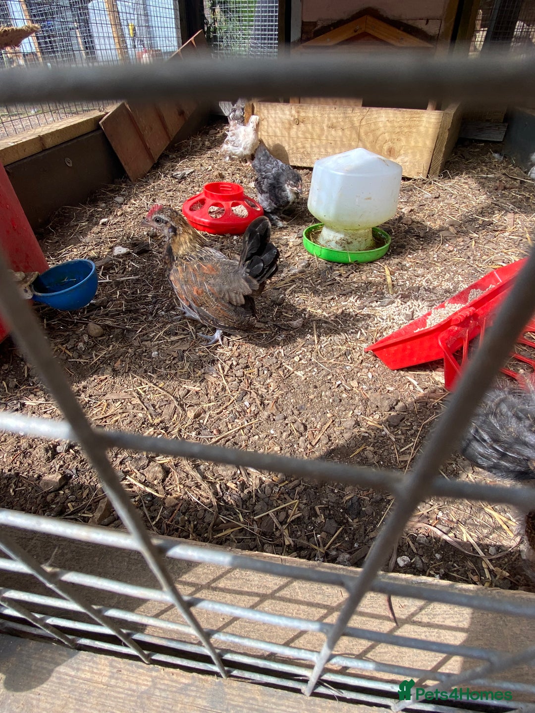 Chickens poultry for sale: Gold Dutch bantam rooster in Welwyn - Image 4