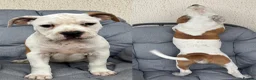 Mixed Breed dogs for sale: Old tyme bulldog x American bulldog  - Advert 3