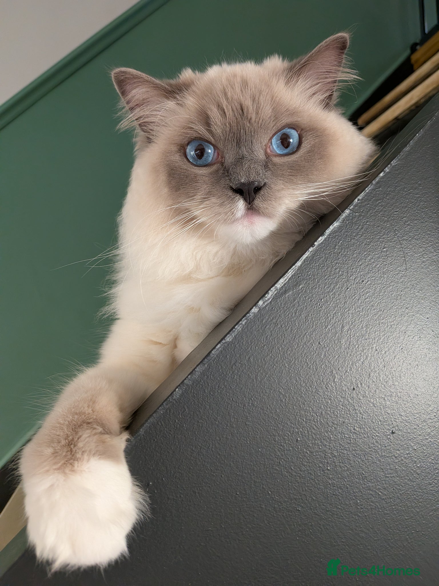Ragdoll cats for sale: Beloved Ragdoll Boy Luno Seeking a Forever Home in Wakefield - Advert 3