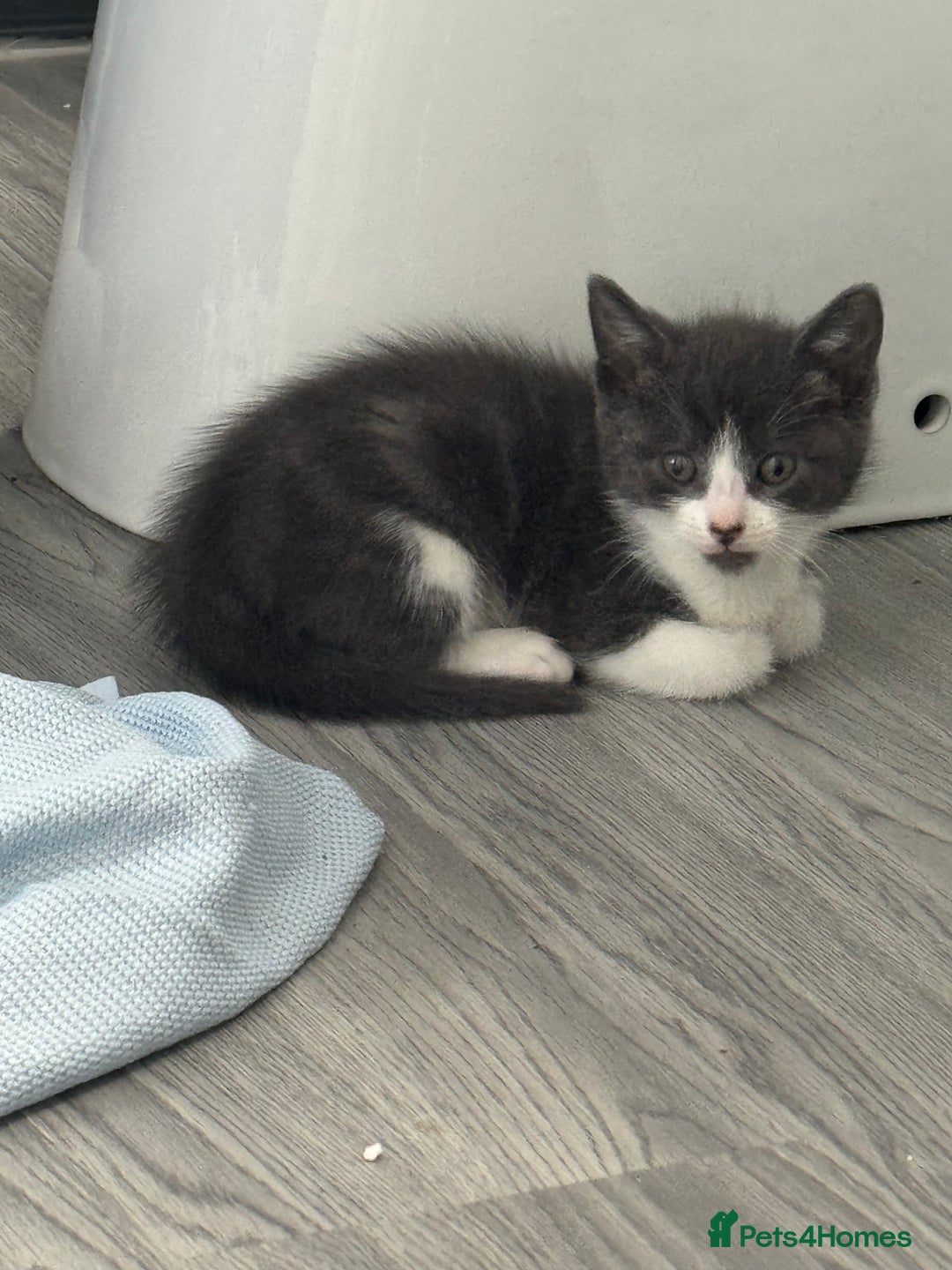 Mixed Breed cats for sale: Kittens for sale  - Image 17