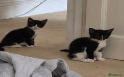 Maine Coon cats for sale: Maine Coon cross kittens for sale - Image 2