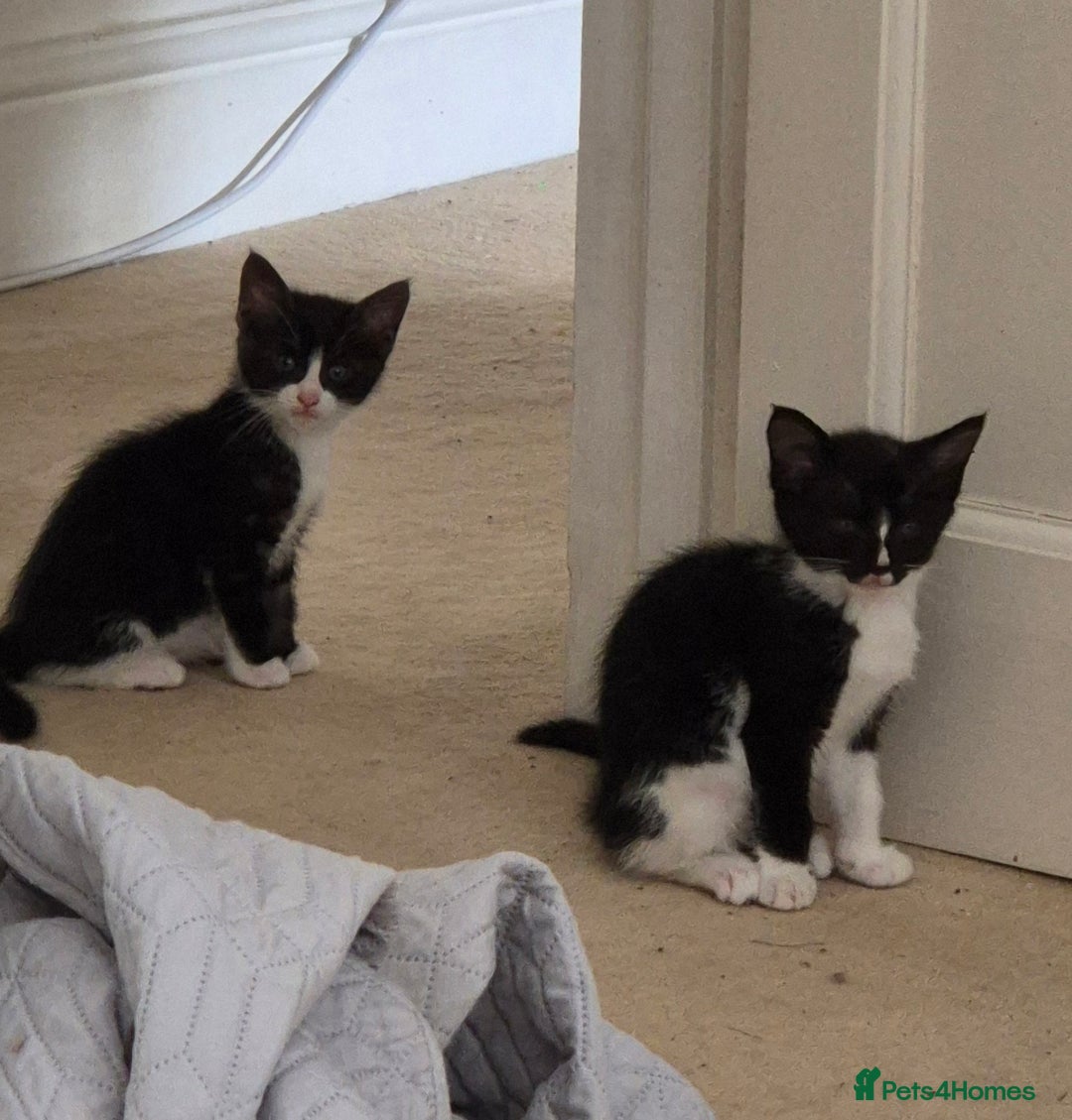 Maine Coon cats for sale: Maine Coon cross kittens for sale - Image 2