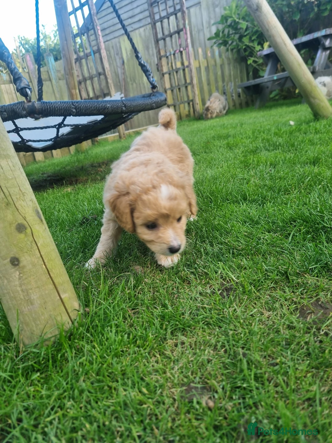Labradoodle dogs for sale: Miniature f1b labradoodles - Image 2