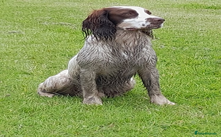English Springer Spaniel dogs - Advert 1