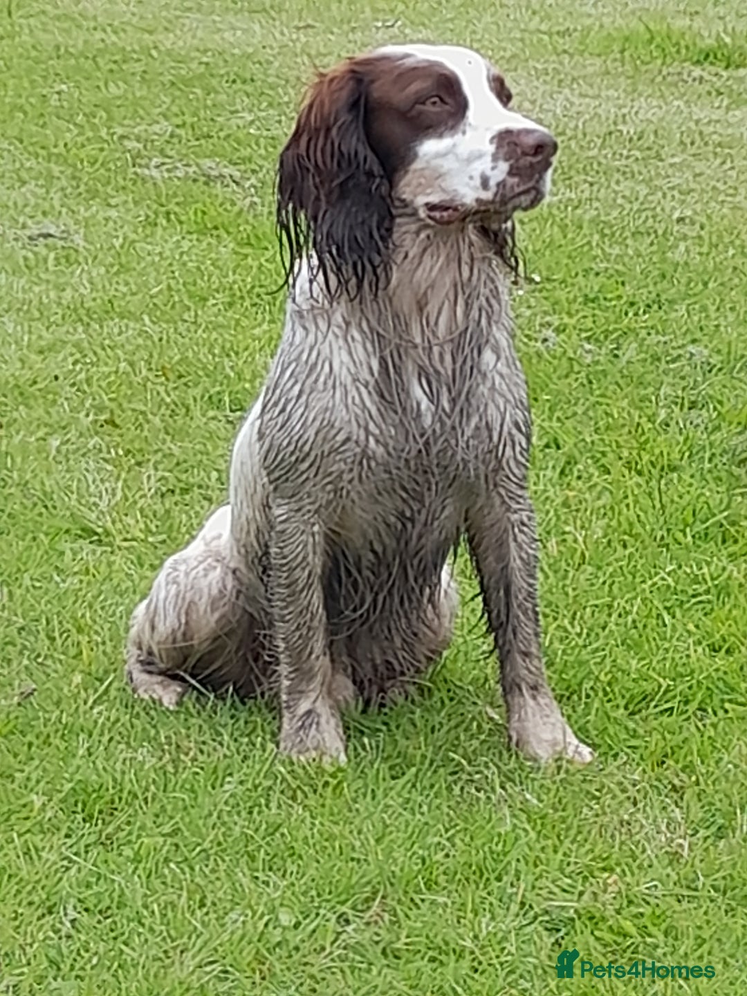 English Springer Spaniel Dogs for stud in Glasgow, Glasgow City