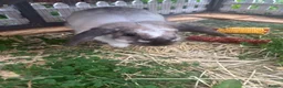 Mini Lop rabbits for sale: Rabbit  in Liverpool - Advert 2