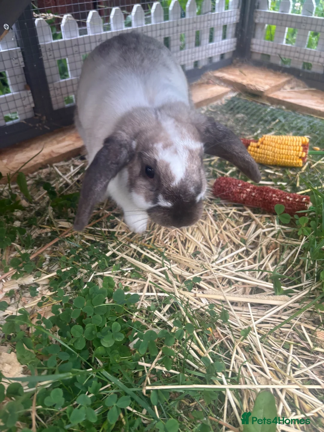 Mini Lop rabbits for sale: Rabbit  in Liverpool - Advert 2