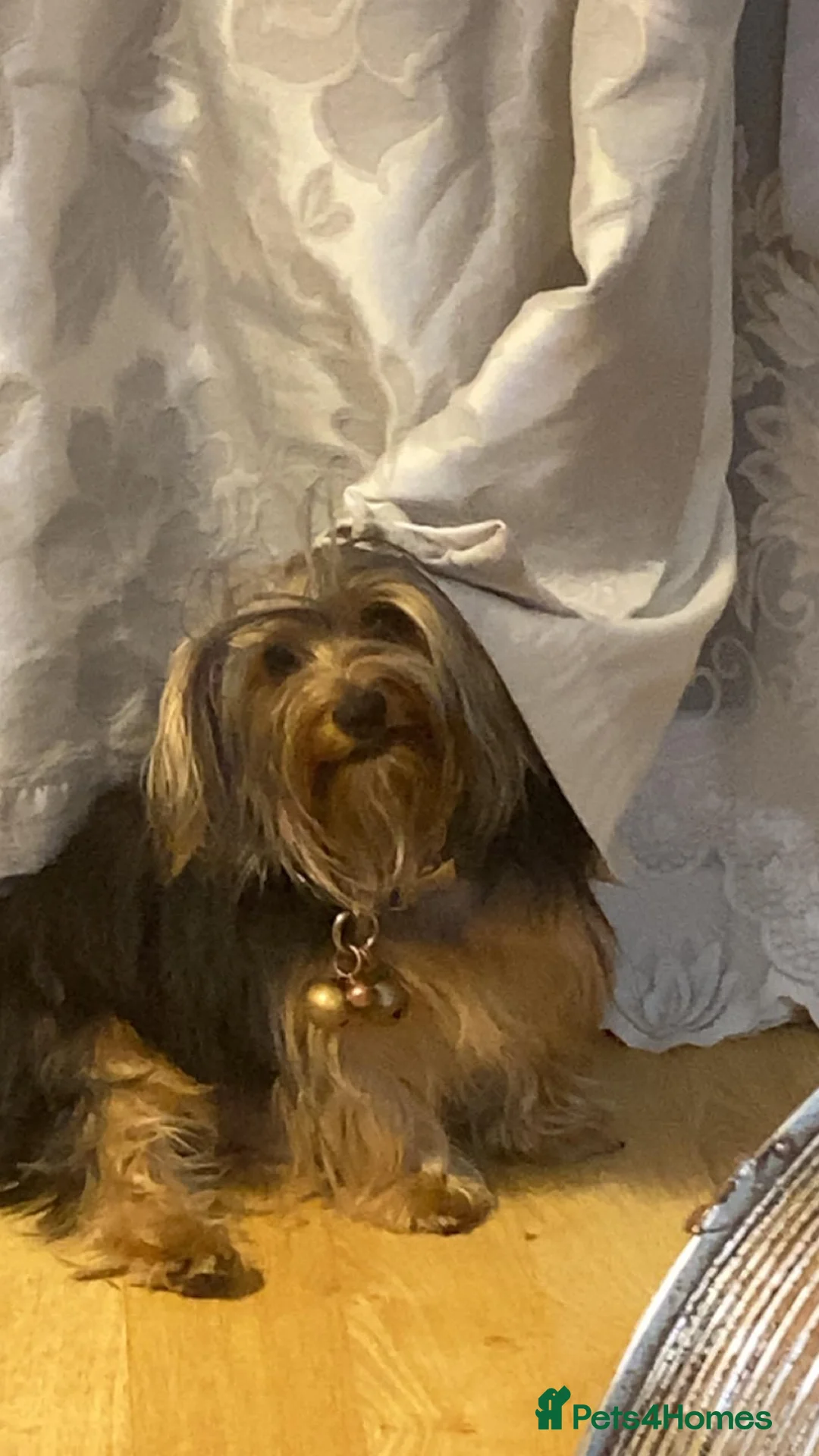 Yorkshire Terrier dogs for sale: Girl Yorkshire Terrier - Advert 8