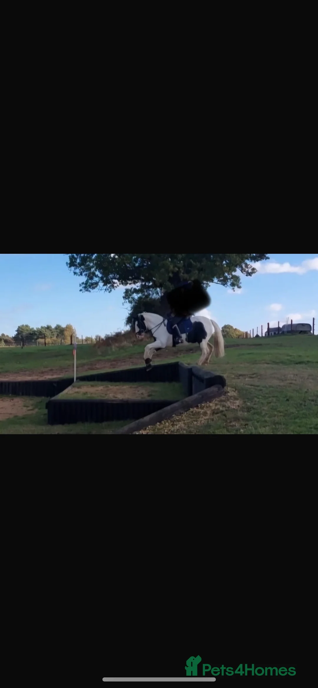 Irish Cob horses for sale: Hunting/ pony club pony  - Advert 4