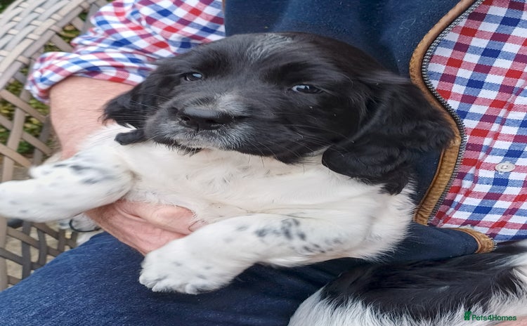 English Springer Spaniel dogs - Advert 2