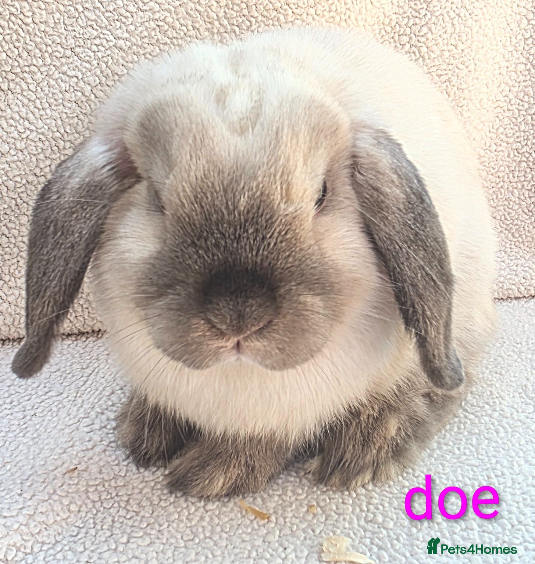 Mini Lop rabbits Mini rex,    mini lops ,  and netherland dwarfs  - Advert 18