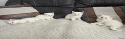 Mixed Breed cats for sale: Lovely pure white kittens longhair and short hair - Advert 1