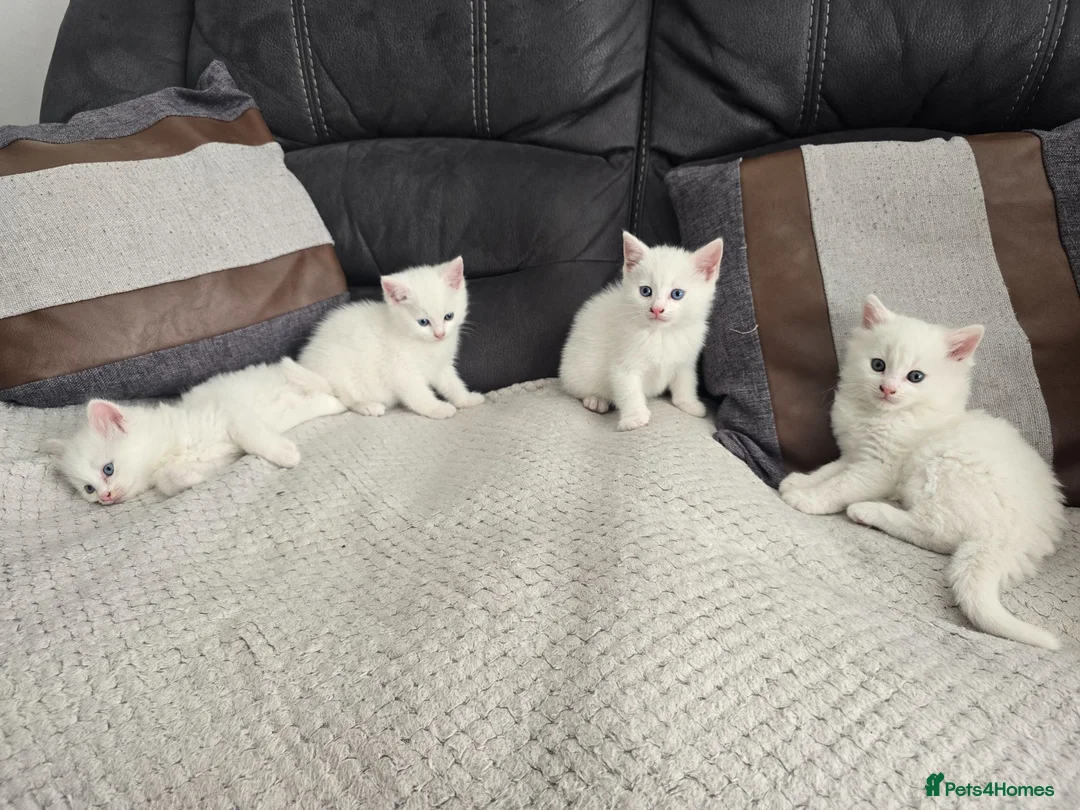Mixed Breed cats for sale: Lovely pure white kittens longhair and short hair - Advert 1