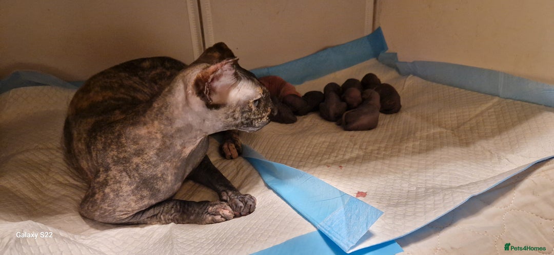 Sphynx cats for sale: Beautiful Canadian Sphynx 😍  - Advert 8