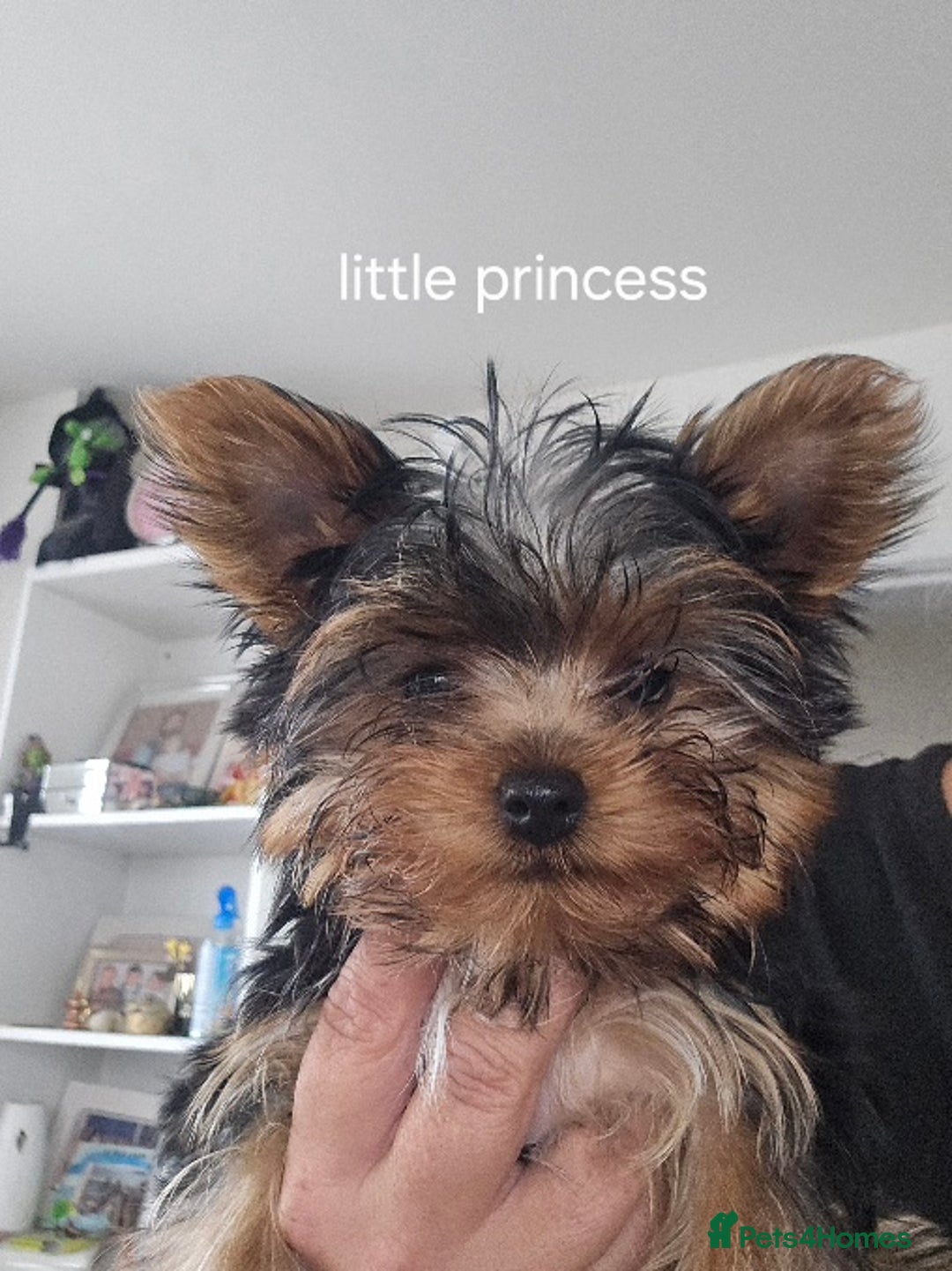 Yorkshire Terrier dogs for sale: Tiny gorgeous baby yorkies  - Image 28