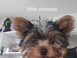 Yorkshire Terrier dogs - Advert 19