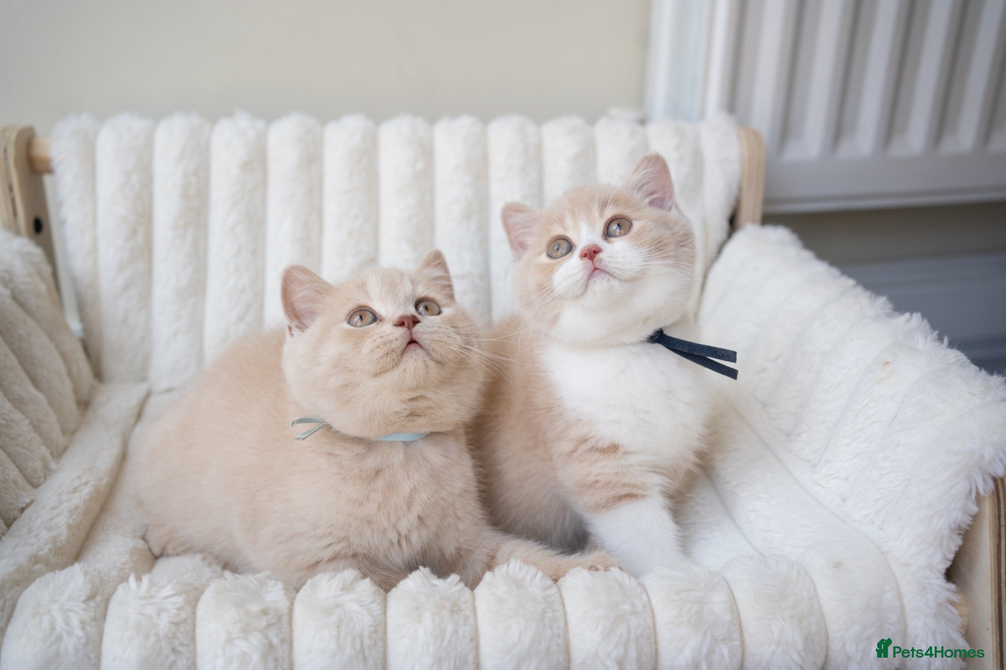 British Shorthair cats 🐾Ready to go 23rd June  / 2 boys left !  - Advert 13