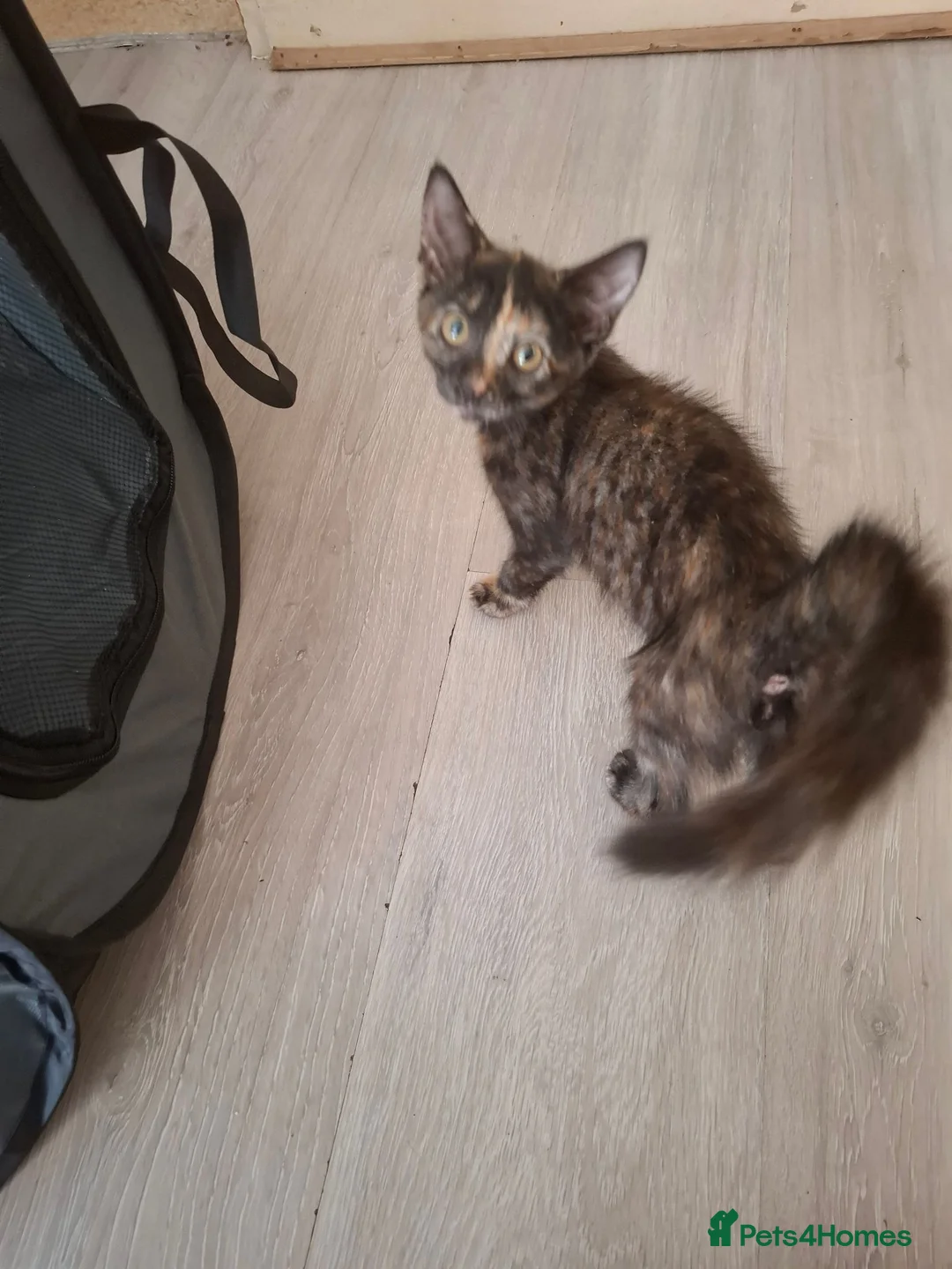 Mixed Breed cats for sale: Great kitties - Advert 2