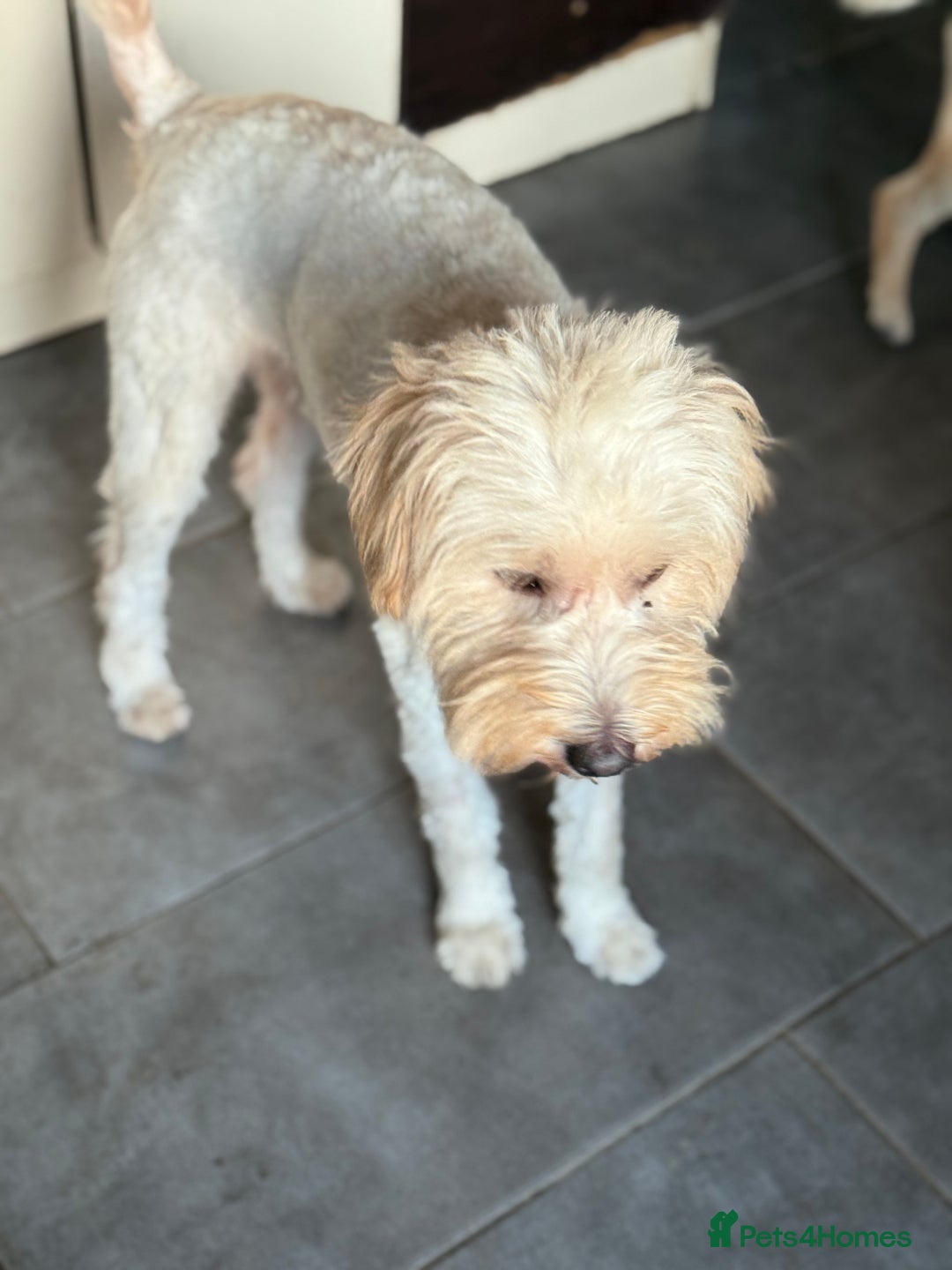 Tibetan Terrier dogs for adoption: Sweet Barney looking for LOVE - Image 8