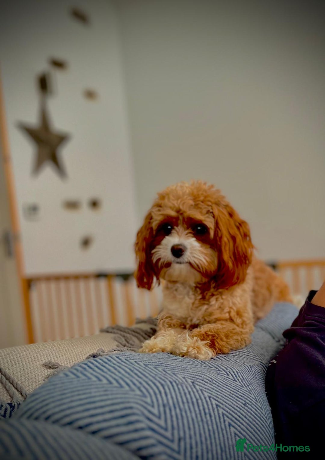 Cavapoo dogs for sale: Stunning F1b Cavapoo puppies  - Advert 11