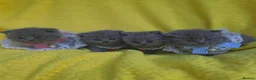 British Shorthair cats for sale: Beautiful British shorthair kittens  - Advert 4