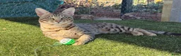 Savannah cats for sale: F5 SBT SNOW & BST SAVANNAHS KITTENS - Advert 8