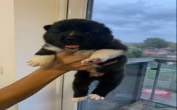 Akita dogs for sale: Akita puppies  - Image 10
