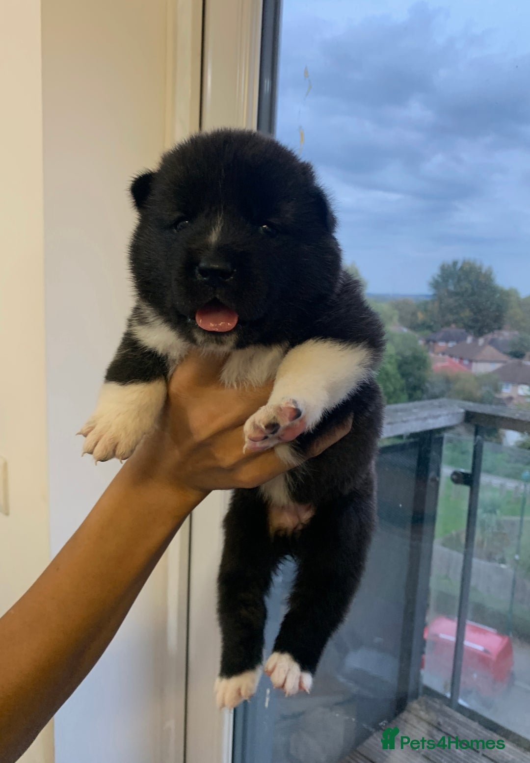 Akita dogs for sale: Akita puppies  - Image 10