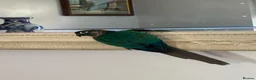 Conures birds for sale: Turquoise Conure - Advert 4