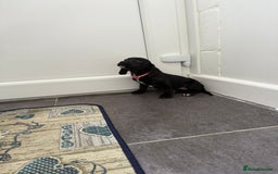 Mixed Breed dogs for sale: 6 beautiful jack russle cross cocker spaniels  - Image 34