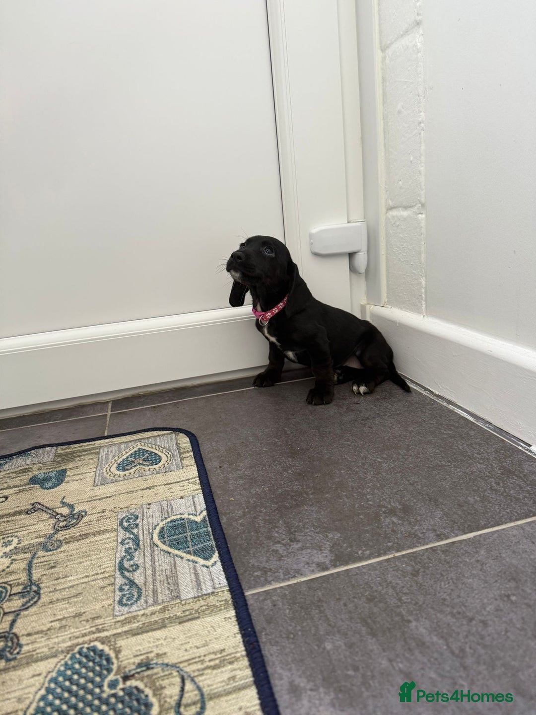 Mixed Breed dogs for sale: 6 beautiful jack russle cross cocker spaniels  - Image 34
