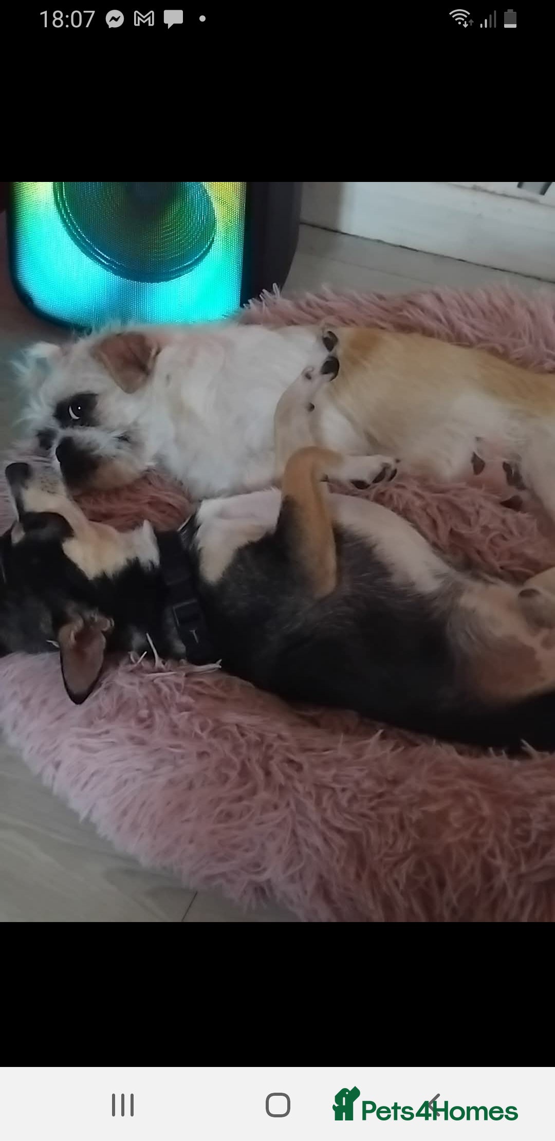 Mixed Breed dogs for sale: I. Selling puppies i have one boy and one girl - Image 7
